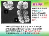 人教版八下生物 7.2.4人的性别遗传 课件