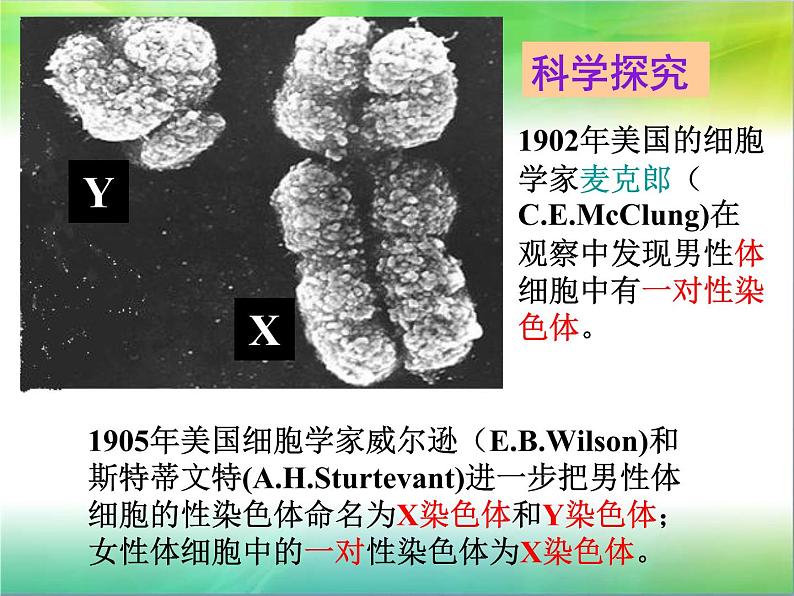 人教版八下生物 7.2.4人的性别遗传 课件03