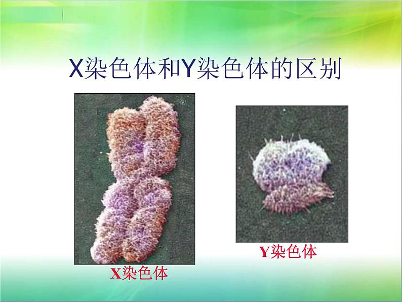 人教版八下生物 7.2.4人的性别遗传 课件04