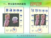 人教版八下生物 7.2.4人的性别遗传 课件