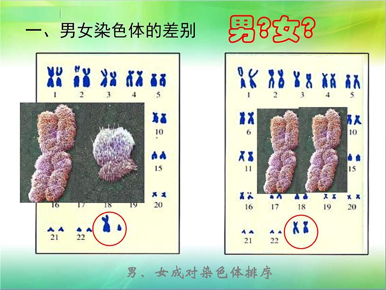 人教版八下生物 7.2.4人的性别遗传 课件05