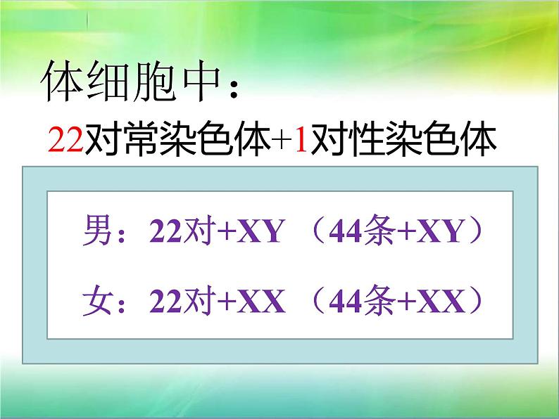 人教版八下生物 7.2.4人的性别遗传 课件06