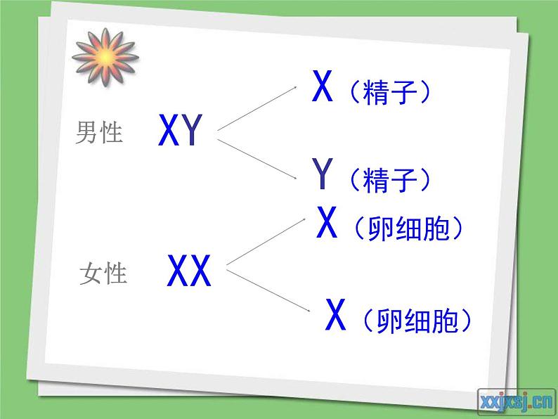 人教版八下生物 7.2.4人的性别遗传 课件07