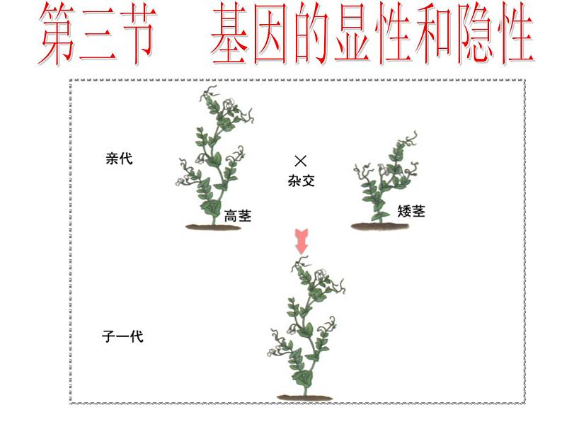 人教版八下生物 7.2.3基因的显性和隐性 课件04