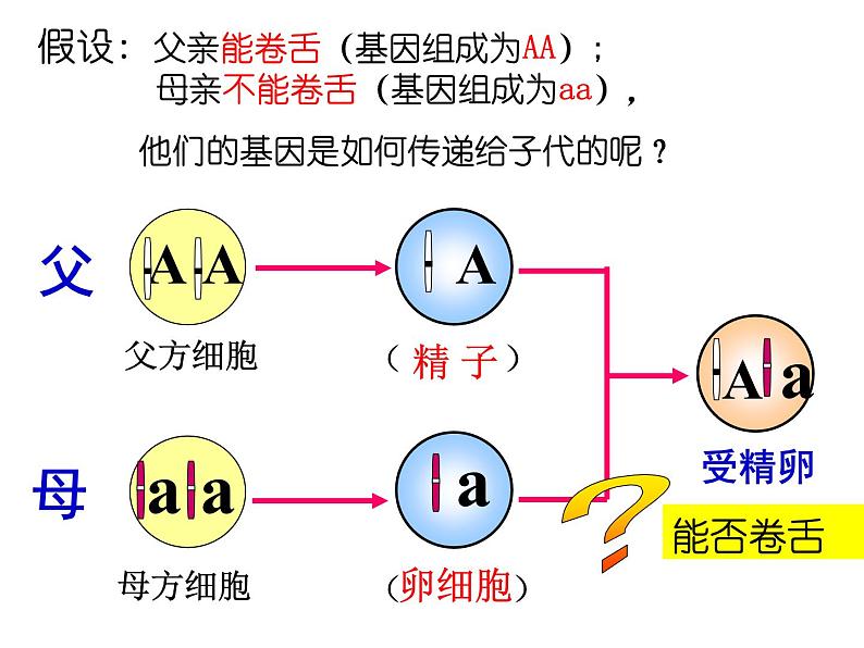 人教版八下生物 7.2.3基因的显性和隐性 课件05