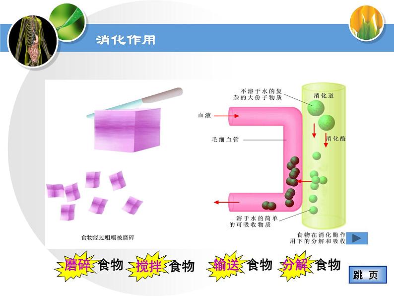 苏教版七下生物 9.2人体的消化与吸收 课件第3页