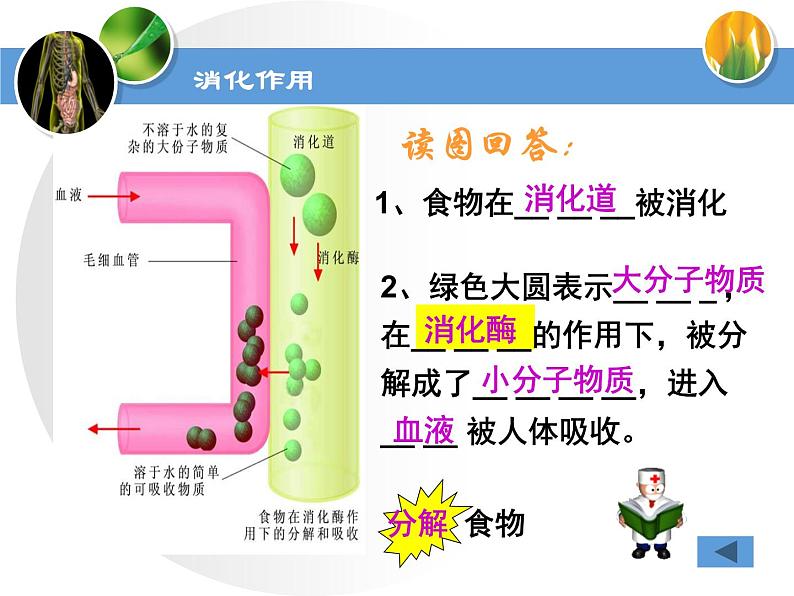 苏教版七下生物 9.2人体的消化与吸收 课件第5页