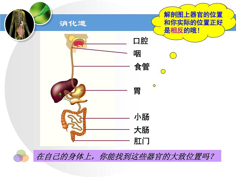 苏教版七下生物 9.2人体的消化与吸收 课件第6页