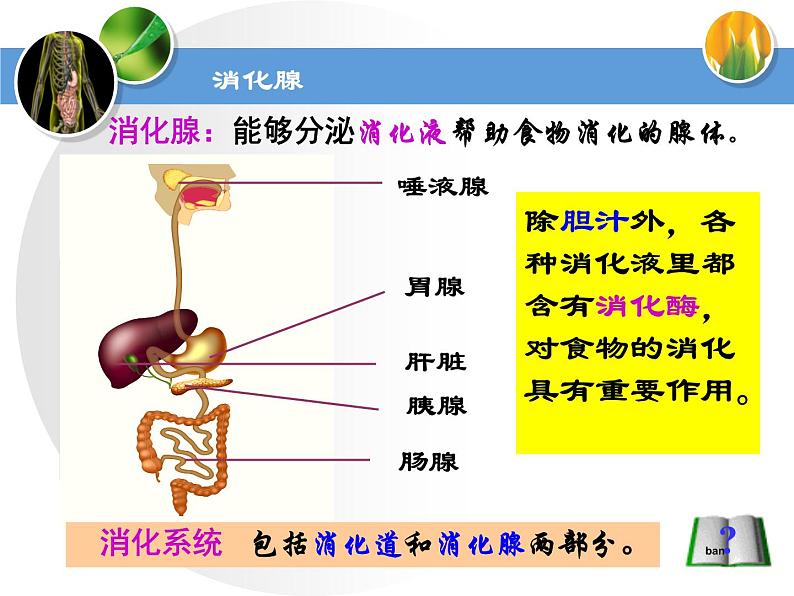 苏教版七下生物 9.2人体的消化与吸收 课件第8页