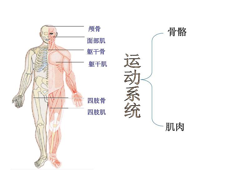 苏教版七下生物 8.3人体概述 课件03