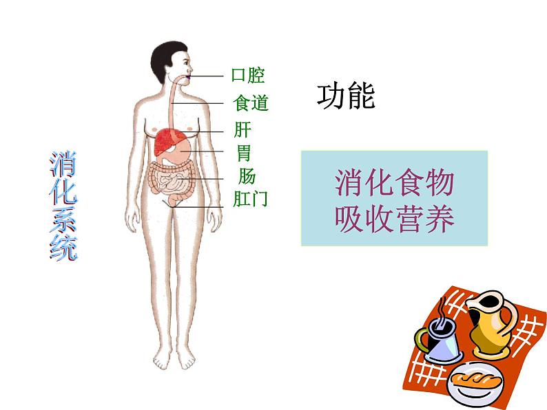 苏教版七下生物 8.3人体概述 课件04