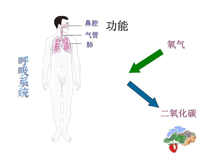 苏教版七下生物 8.3人体概述 课件05