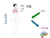 苏教版七下生物 8.3人体概述 课件