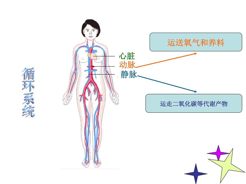 苏教版七下生物 8.3人体概述 课件06