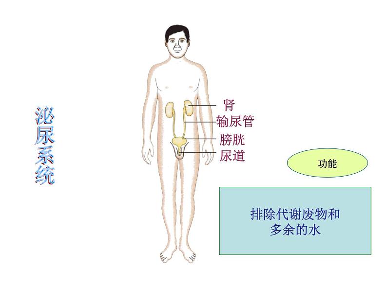 苏教版七下生物 8.3人体概述 课件07