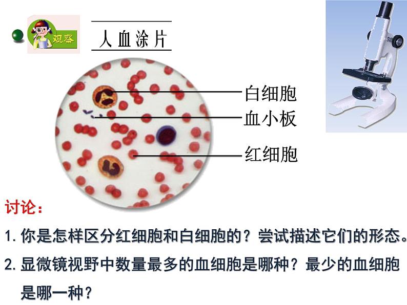 苏教版七下生物 10.1血液和血型 课件07