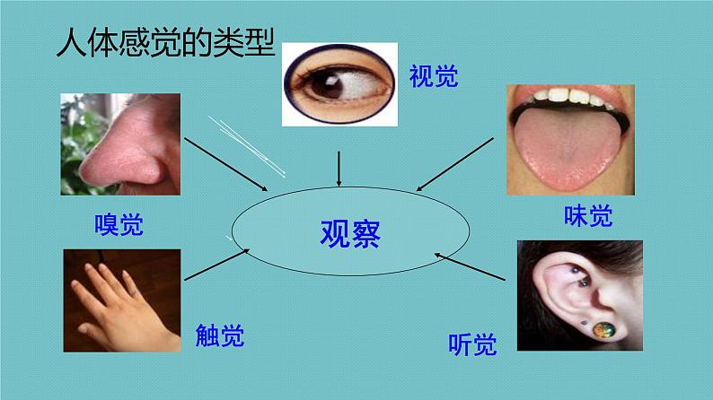 苏教版七下生物 12.3人体感知信息 课件第3页