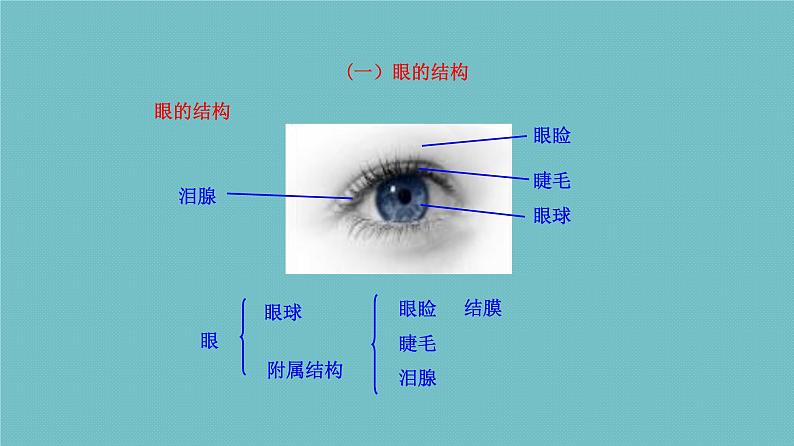 苏教版七下生物 12.3人体感知信息 课件第5页