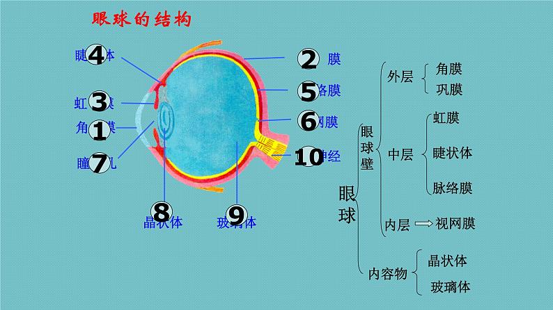 苏教版七下生物 12.3人体感知信息 课件第6页