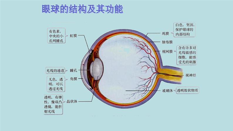 苏教版七下生物 12.3人体感知信息 课件第7页