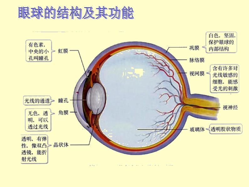 苏教版七下生物 12.3人体感知信息 课件04