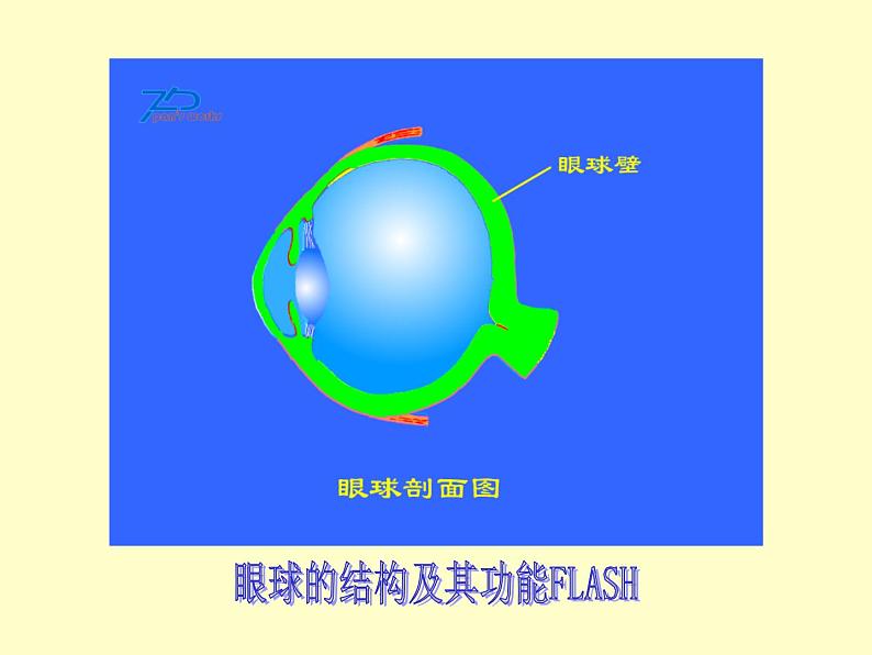 苏教版七下生物 12.3人体感知信息 课件05