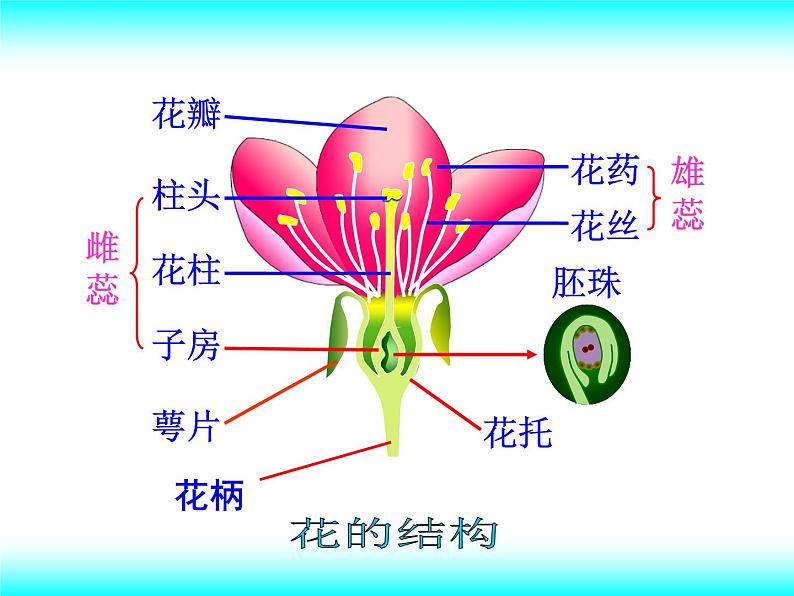 苏教版八下生物 21.2植物的有性生殖 课件07