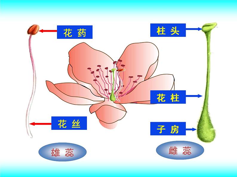 苏教版八下生物 21.2植物的有性生殖 课件08