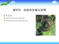 初中生物苏教版八年级下册第五节 鸟类的生殖与发育图片ppt课件