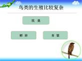 苏教版八下生物 21.5鸟类的生殖与发育 课件