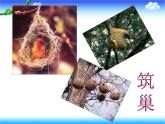 苏教版八下生物 21.5鸟类的生殖与发育 课件