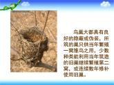 苏教版八下生物 21.5鸟类的生殖与发育 课件