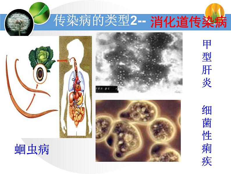 苏教版八下生物 25.1传染病 课件04