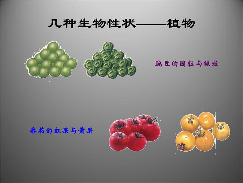 苏教版八下生物 22.1DNA是主要的遗传物质 课件04