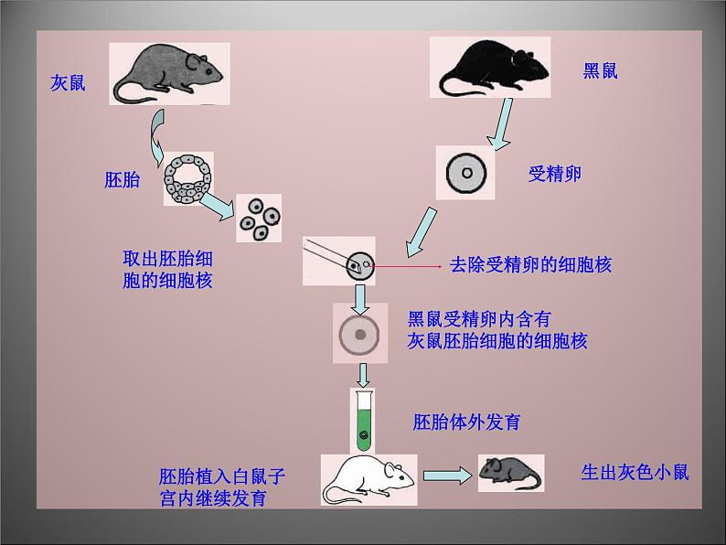 苏教版八下生物 22.1DNA是主要的遗传物质 课件08