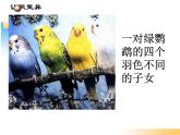 苏教版八下生物 22.5生物的变异 课件