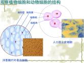 苏科版七下生物 8.1 生物体的基本结构 课件