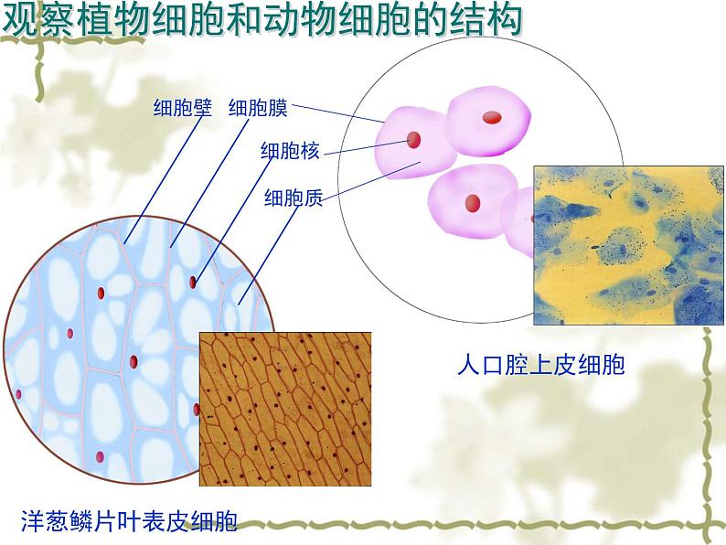 苏科版七下生物 8.1 生物体的基本结构 课件第2页