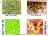 苏科版七下生物 8.1 生物体的基本结构 课件