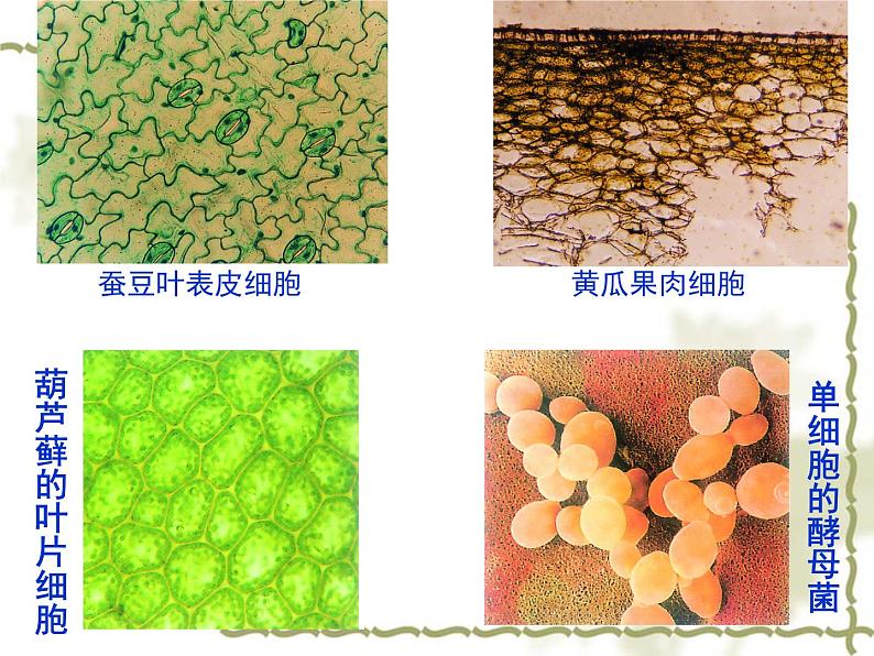 苏科版七下生物 8.1 生物体的基本结构 课件第3页