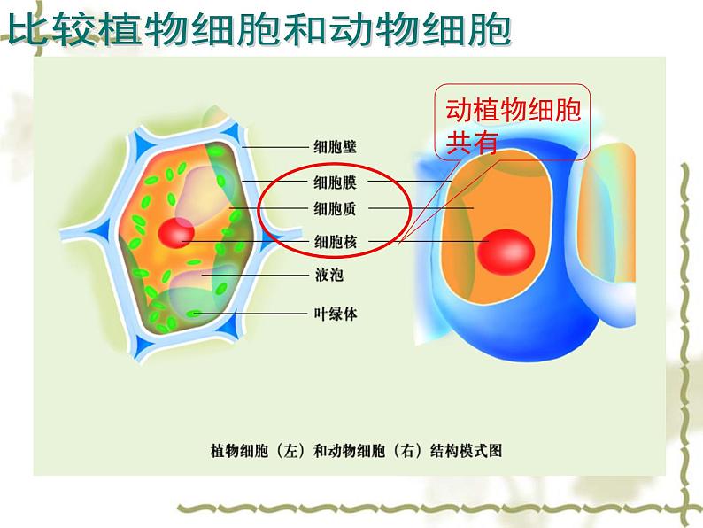 苏科版七下生物 8.1 生物体的基本结构 课件第5页