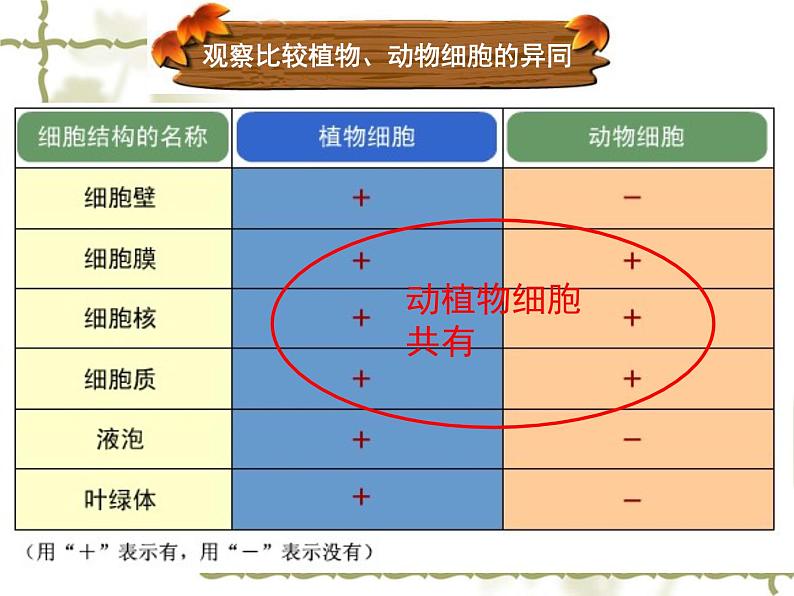 苏科版七下生物 8.1 生物体的基本结构 课件第6页