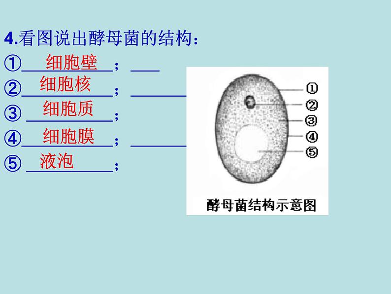 苏科版七下生物 9.3 单细胞的生物体 课件第4页