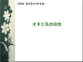 苏科版七下生物 10.2 水中的藻类植物 课件