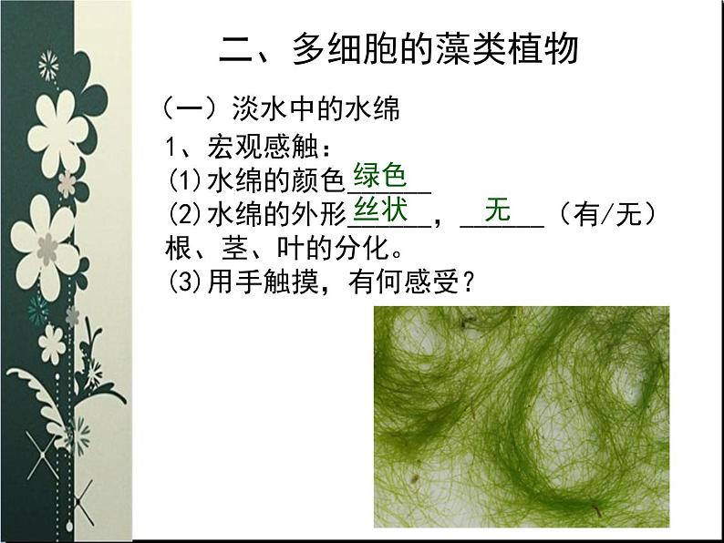 苏科版七下生物 10.2 水中的藻类植物 课件第4页