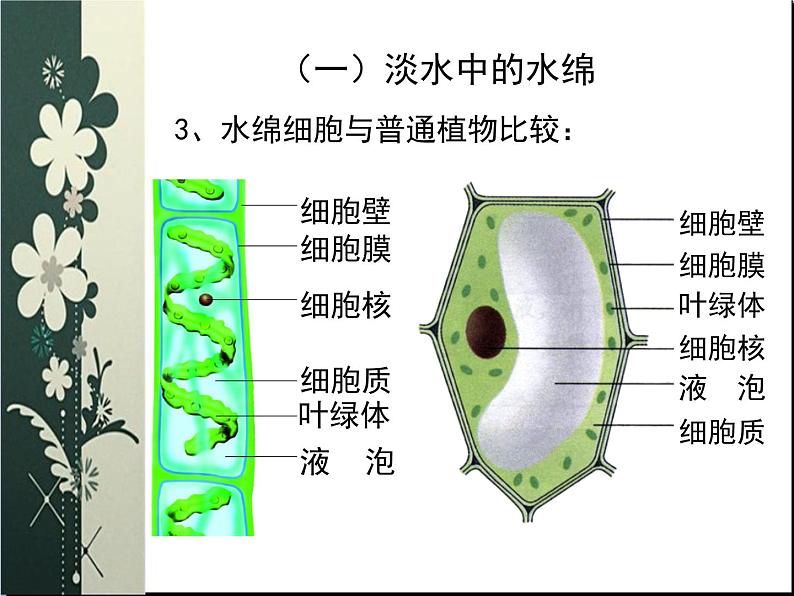 苏科版七下生物 10.2 水中的藻类植物 课件第7页