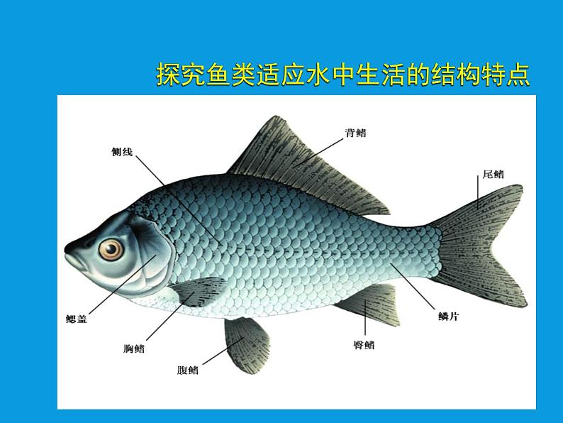 苏科版七下生物 10.1 水中的动物 课件07