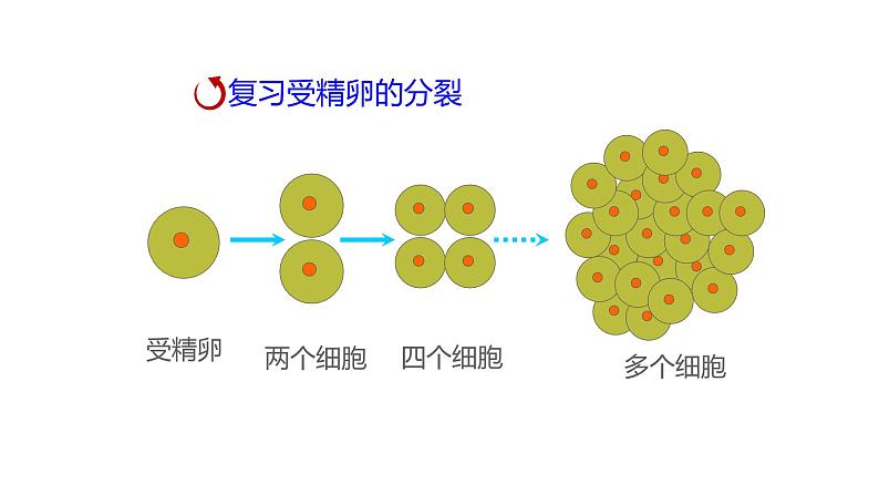 苏科版七下生物 9.1 植物体的组成 课件第3页