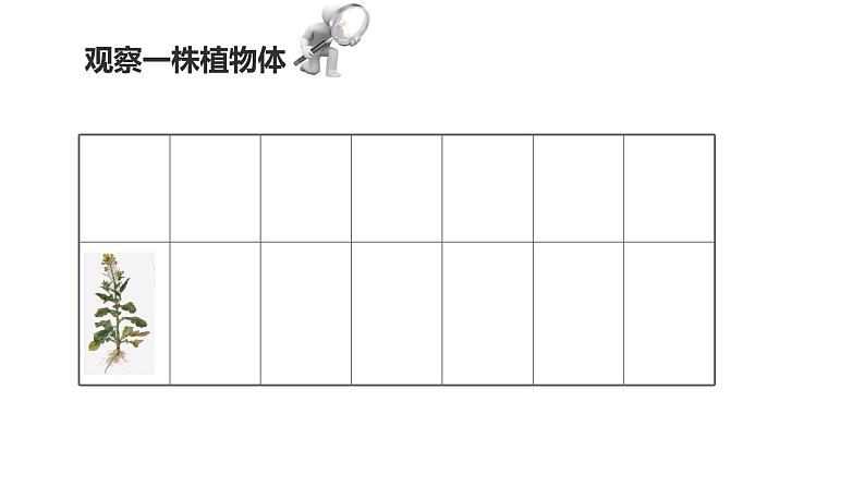 苏科版七下生物 9.1 植物体的组成 课件第7页