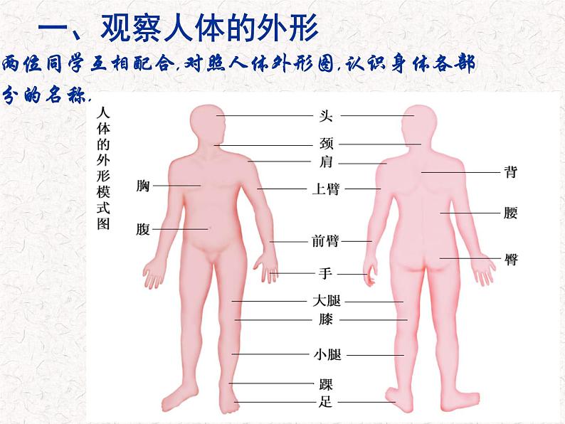 苏科版七下生物 9.2 人体的组成 课件03